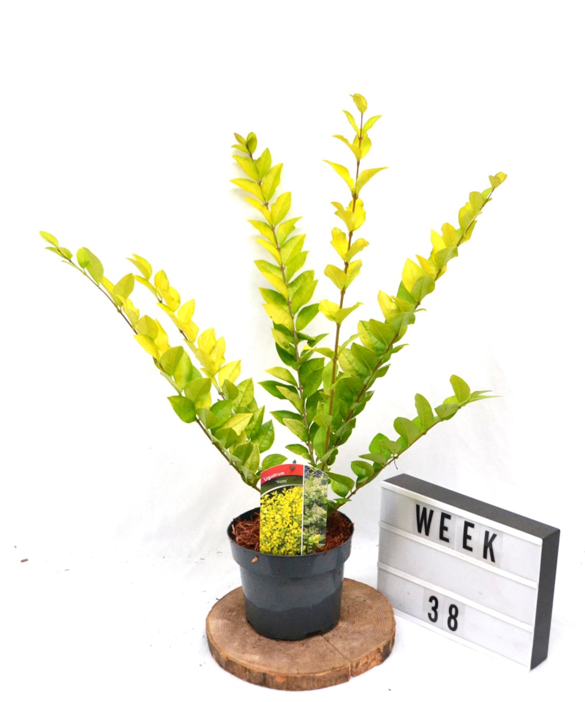 Ligustrum 'Vicaryi' - C3 20-40 CM